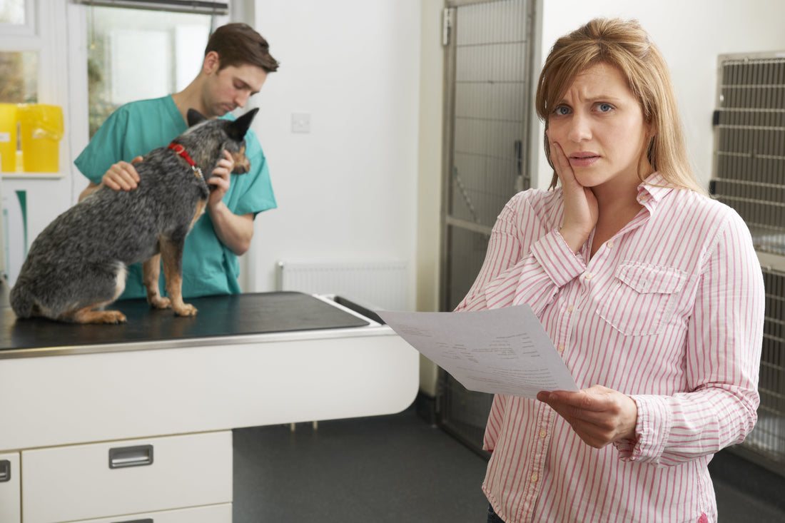 Why Is Veterinary Care for Dogs and Cats So Expensive? (And How to Save Money on Vet Bills)