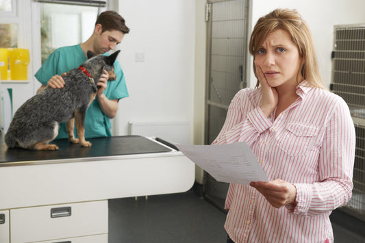 Why Is Veterinary Care for Dogs and Cats So Expensive? (And How to Save Money on Vet Bills)
