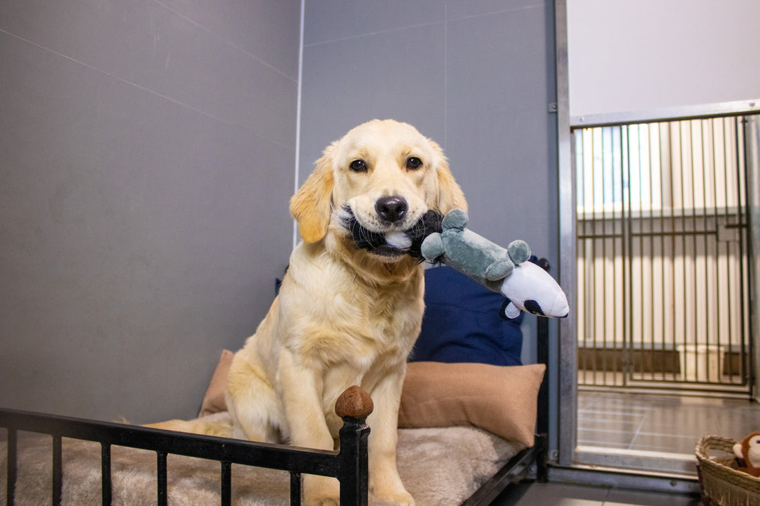 What You Should Know and Do Before Taking Your Dog or Cat to a Boarding Kennel